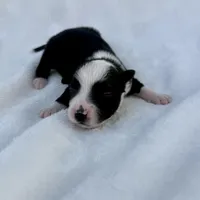 Blue, a male Miniature Australian Shepherd for sale in Bartow, FL – Photo 2 of 2