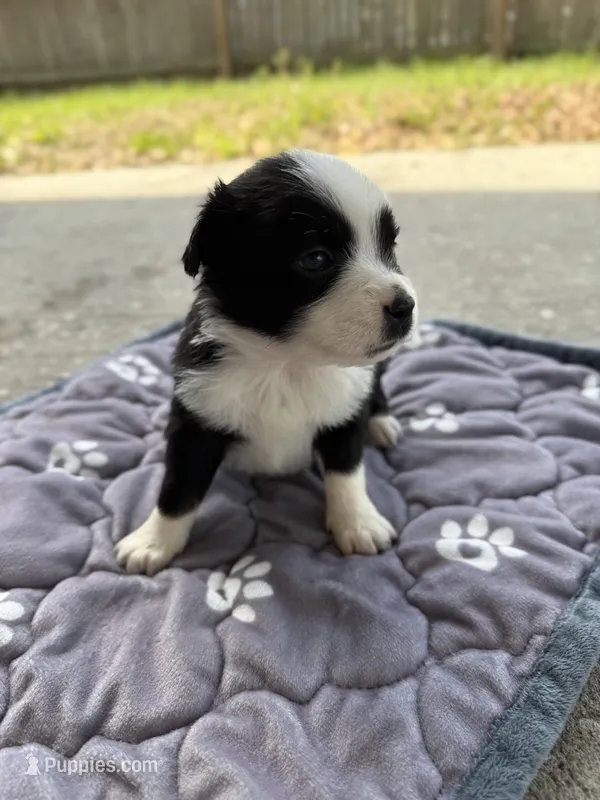 Blue – Miniature Australian Shepherd puppy for sale in Bartow, FL