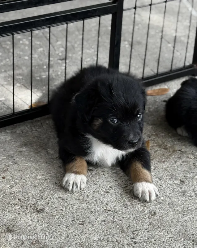 Green – Miniature Australian Shepherd puppy for sale in Bartow, FL