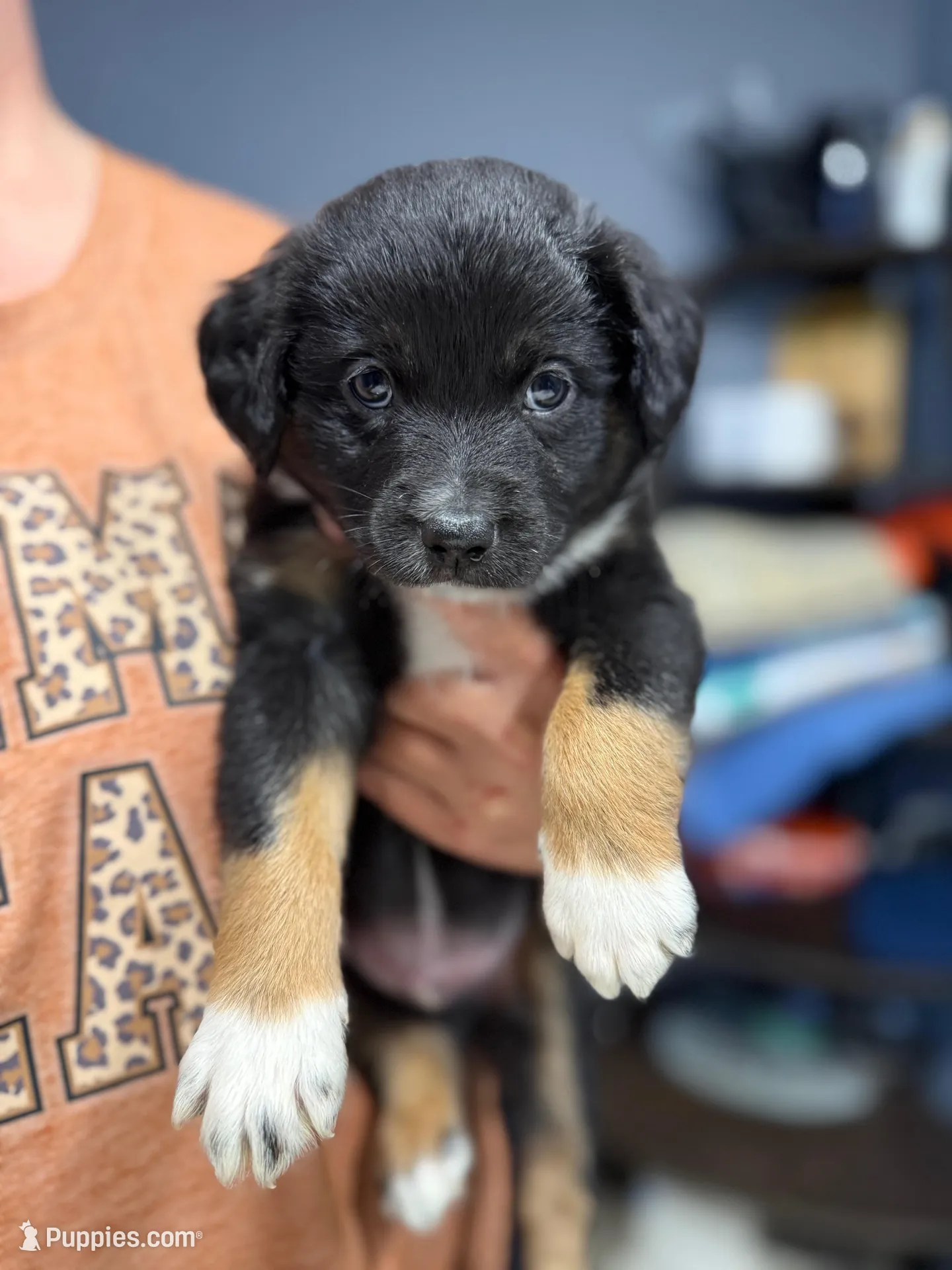 Green – Miniature Australian Shepherd puppy for sale in Bartow, FL