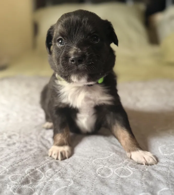 Green – Miniature Australian Shepherd puppy for sale in Bartow, FL