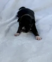 Green, a male Miniature Australian Shepherd for sale in Bartow, FL – Photo 2 of 2