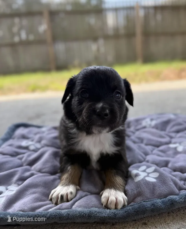 Green – Miniature Australian Shepherd puppy for sale in Bartow, FL