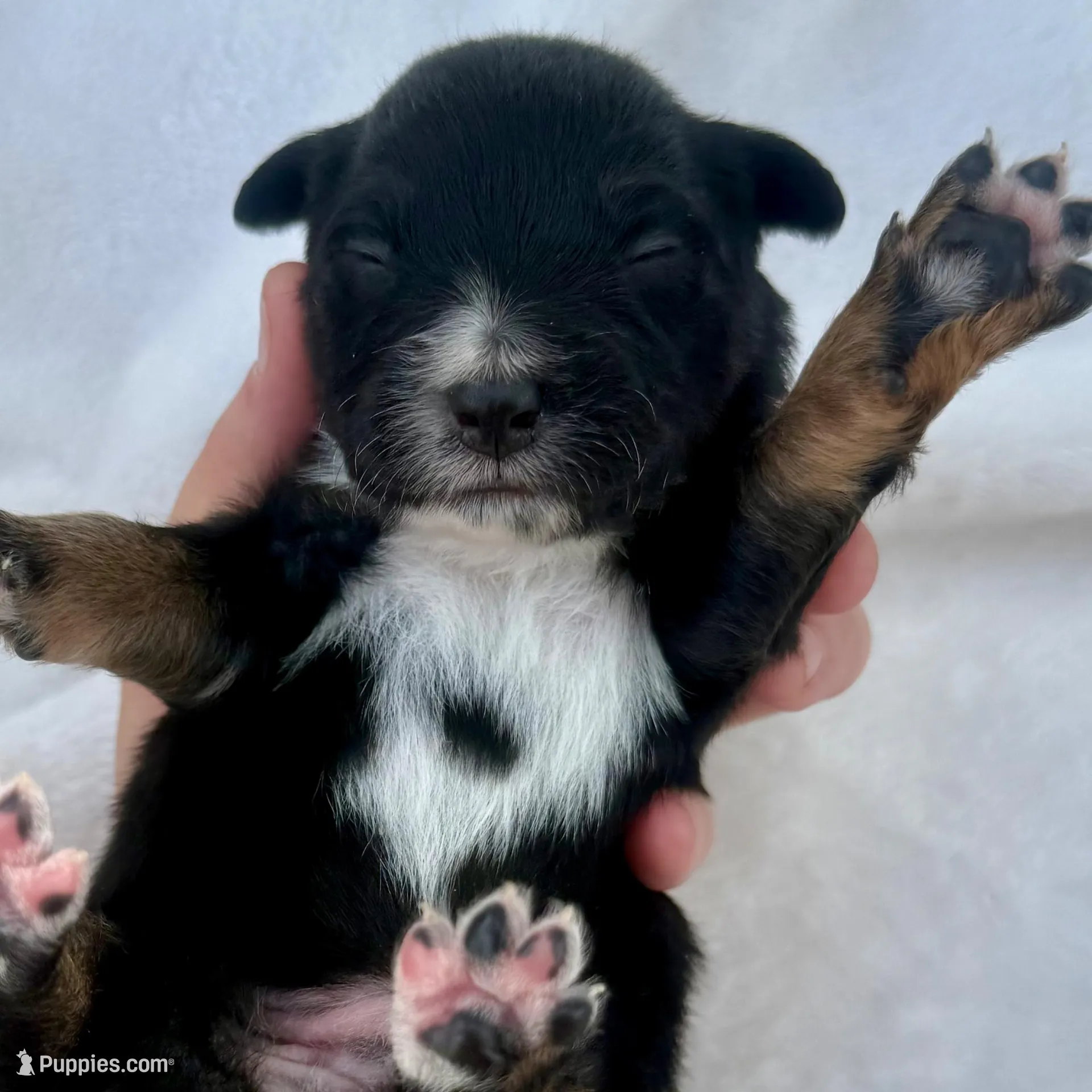 Green, a male Miniature Australian Shepherd for sale in Bartow, FL – Photo 1 of 2