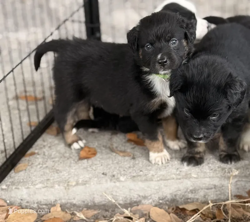 Green – Miniature Australian Shepherd puppy for sale in Bartow, FL