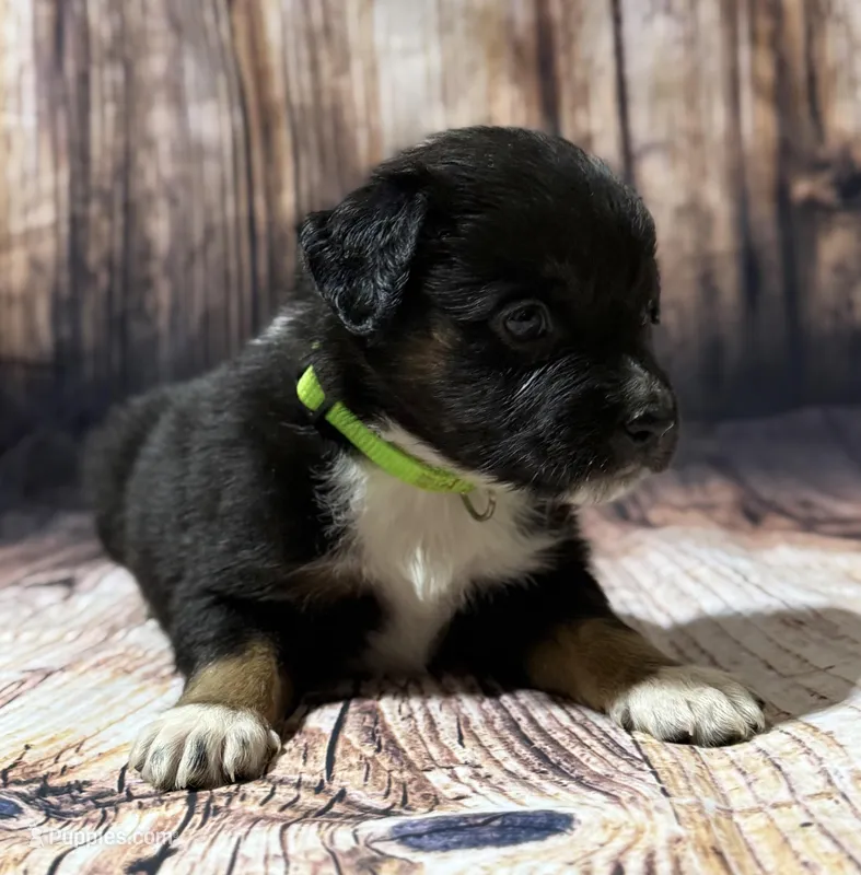 Green – Miniature Australian Shepherd puppy for sale in Bartow, FL