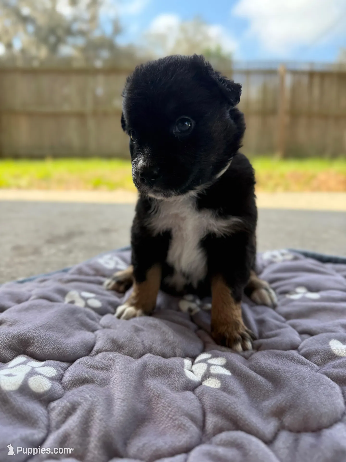 Beige – Miniature Australian Shepherd puppy for sale in Bartow, FL