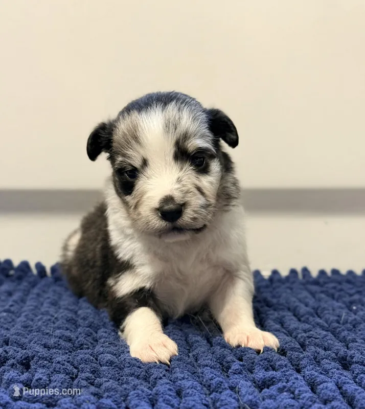 Purple  – Miniature Australian Shepherd puppy for sale in Bartow, FL