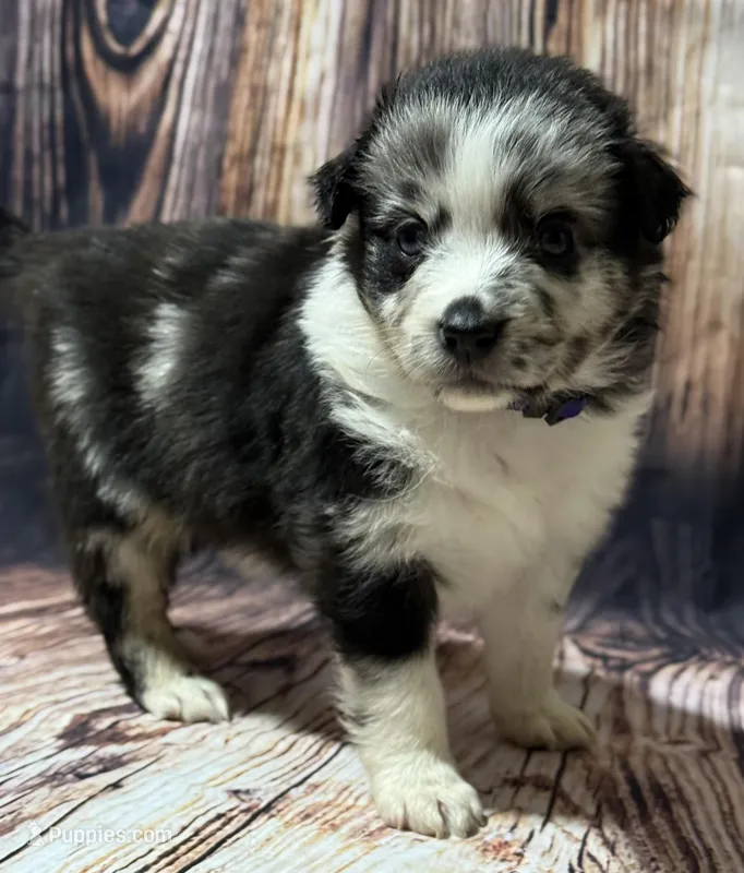 Purple  – Miniature Australian Shepherd puppy on hold in Bartow, FL