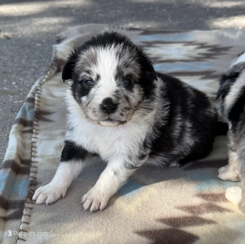 Purple  – Miniature Australian Shepherd puppy on hold in Bartow, FL