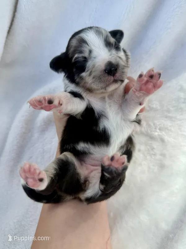 Purple  – Miniature Australian Shepherd puppy for sale in Bartow, FL