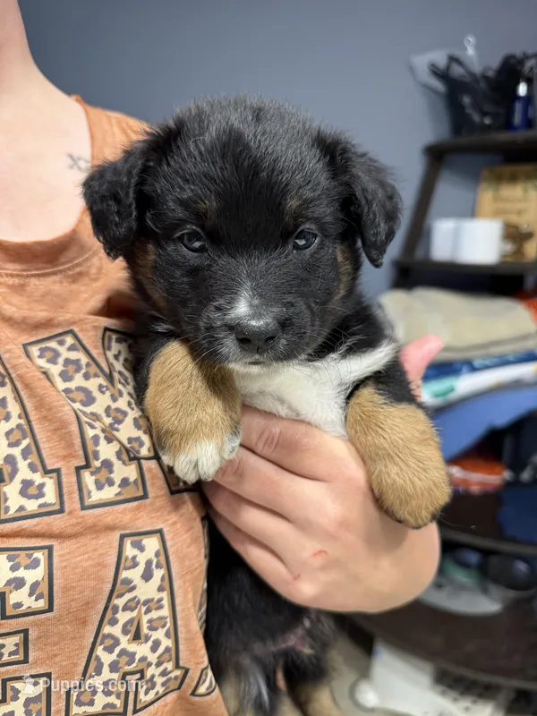 Beige – Miniature Australian Shepherd puppy for sale in Bartow, FL