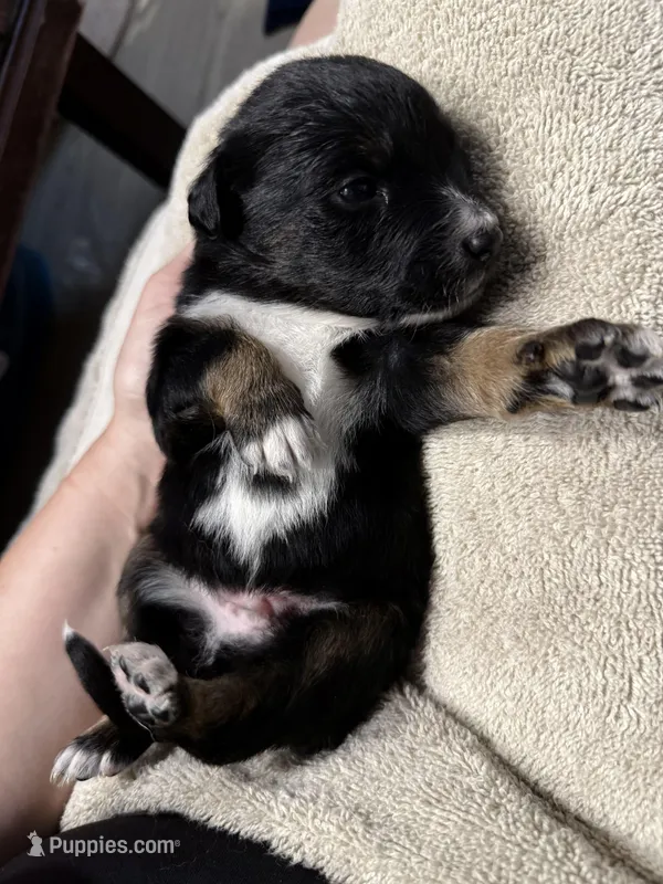 Beige – Miniature Australian Shepherd puppy for sale in Bartow, FL