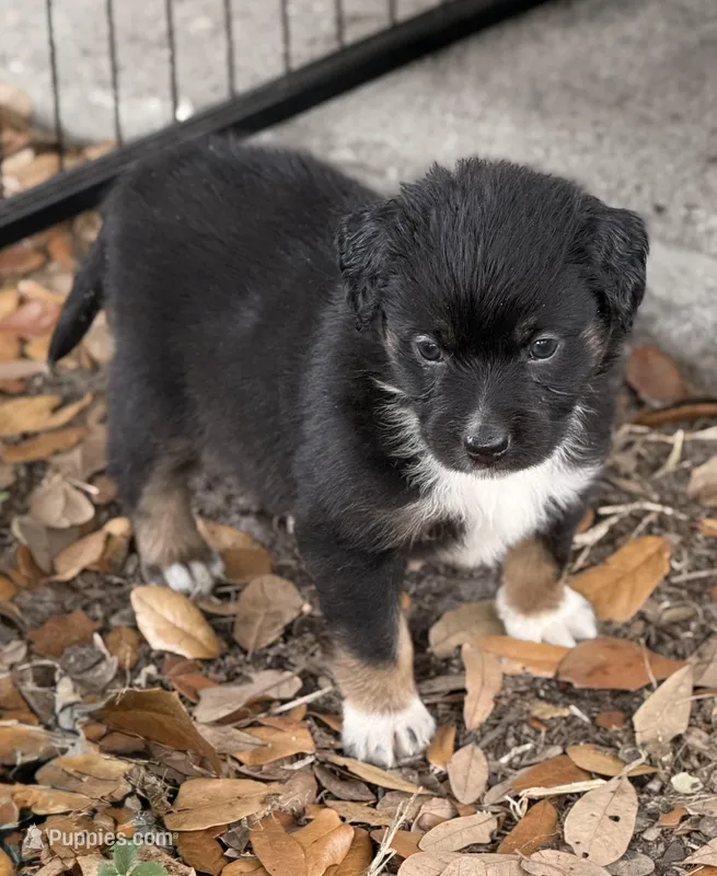 Beige – Miniature Australian Shepherd puppy for sale in Bartow, FL