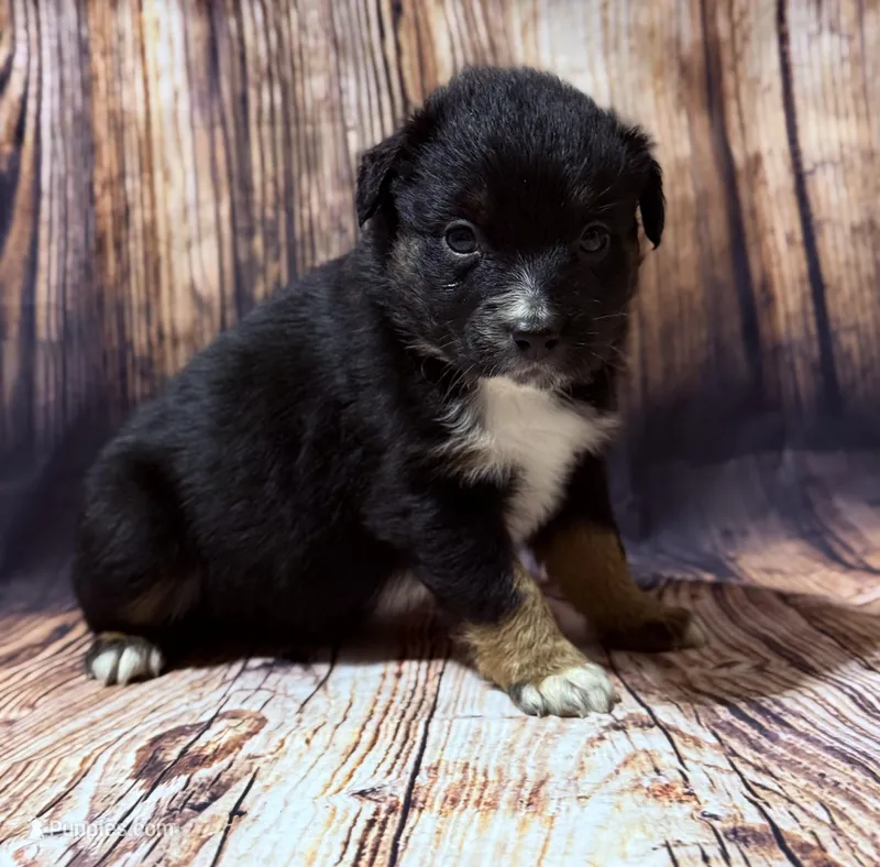 Beige – Miniature Australian Shepherd puppy for sale in Bartow, FL