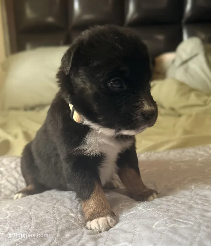 Beige – Miniature Australian Shepherd puppy for sale in Bartow, FL