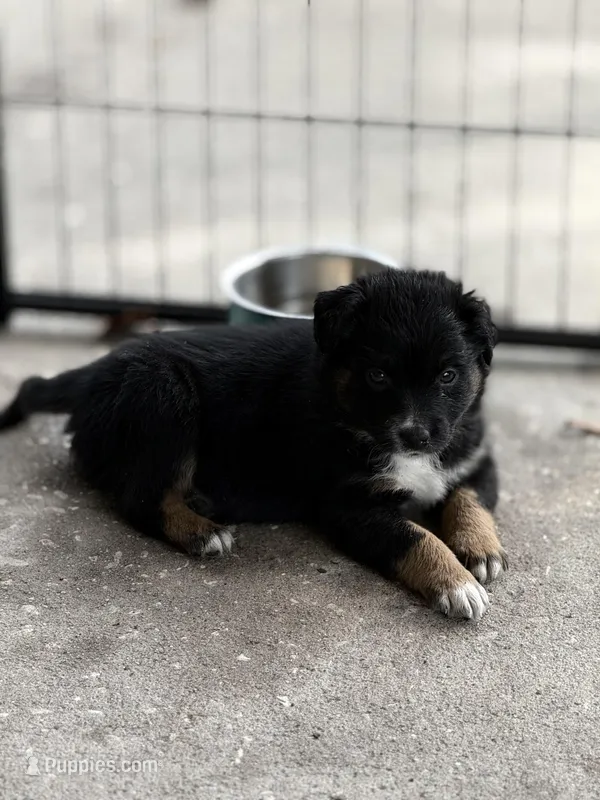 Beige – Miniature Australian Shepherd puppy for sale in Bartow, FL