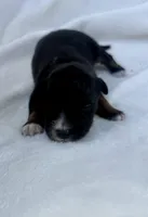 Beige, a male Miniature Australian Shepherd for sale in Bartow, FL – Photo 2 of 2