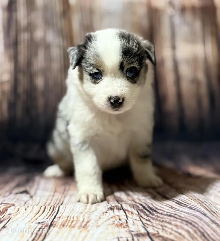 Pink  – Miniature Australian Shepherd puppy on hold in Bartow, FL