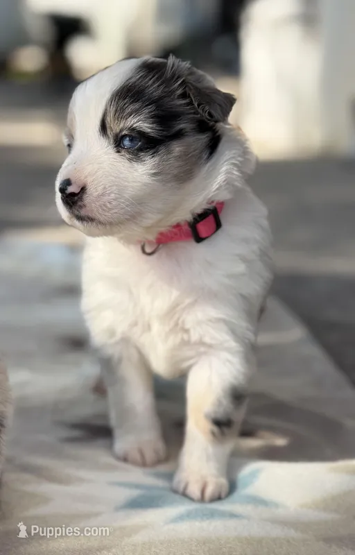Pink  – Miniature Australian Shepherd puppy on hold in Bartow, FL
