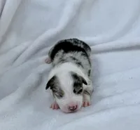 Pink , a female Miniature Australian Shepherd for sale in Bartow, FL – Photo 2 of 2