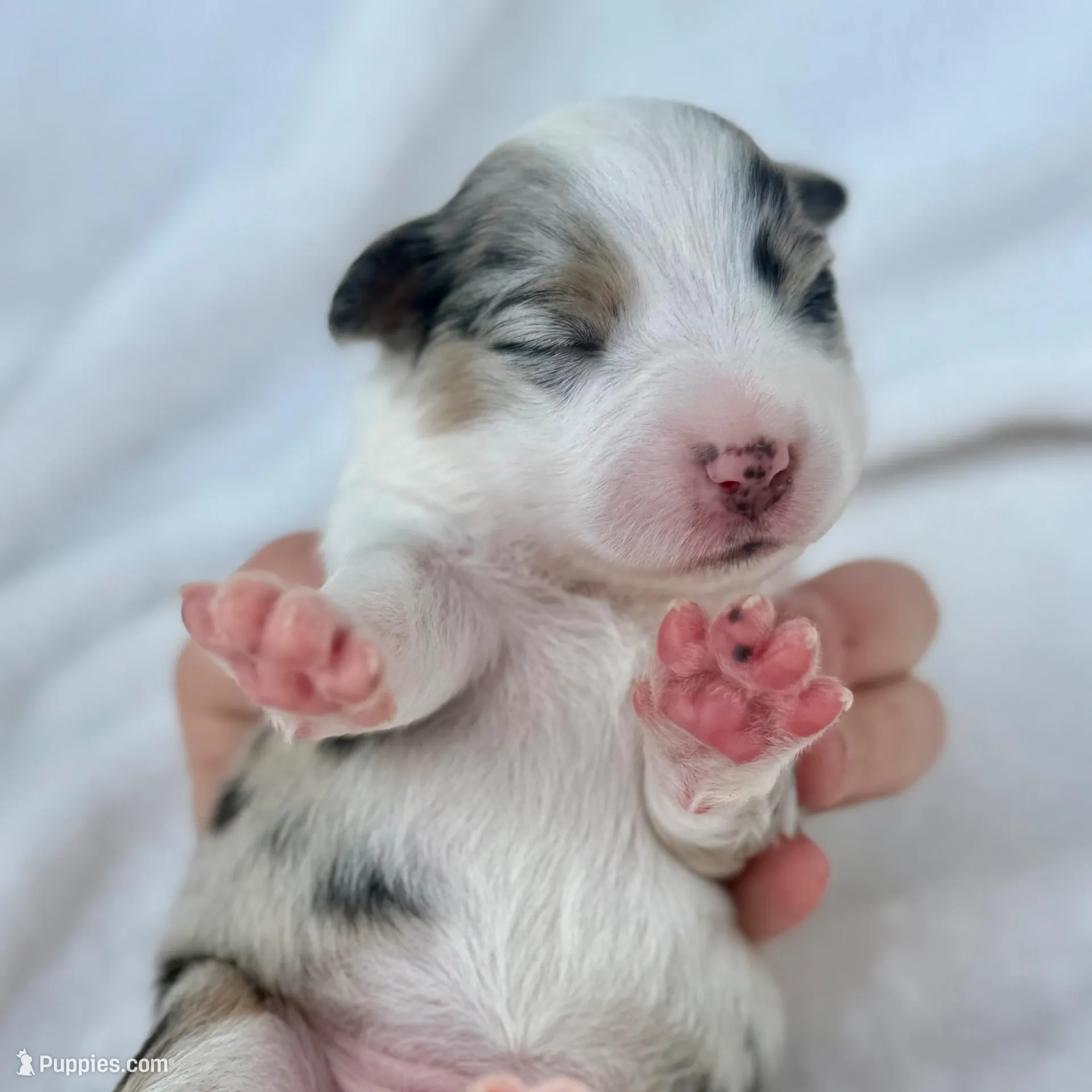 Pink  – Miniature Australian Shepherd puppy on hold in Bartow, FL