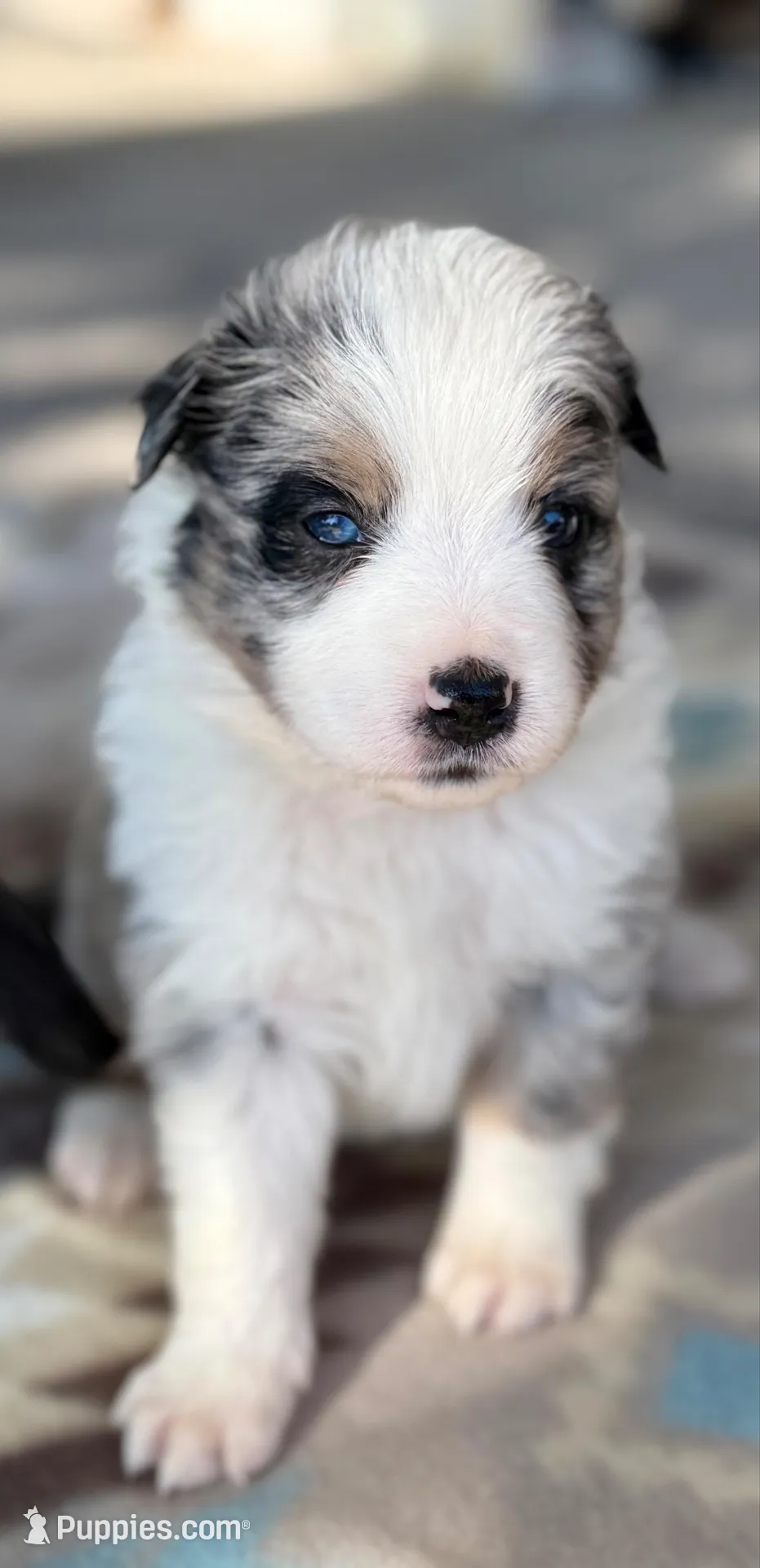 Yellow – Miniature Australian Shepherd puppy on hold in Bartow, FL
