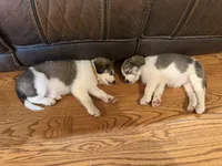 Purple Collar, a female Great Pyrenees and Golden Retriever for sale in Pfafftown, NC – 5 of 5