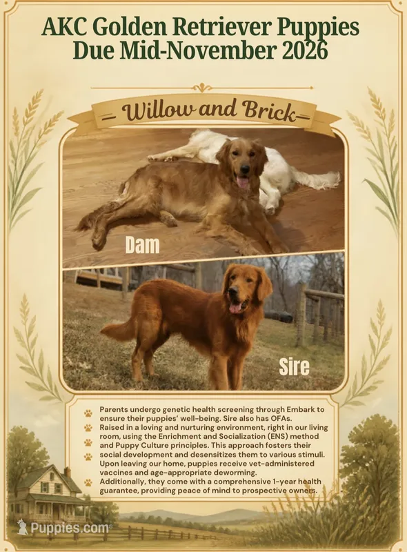 Upcoming Litter – Golden Retriever puppy for sale in Pfafftown, NC