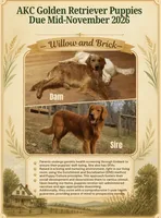 Upcoming Litter, a  Golden Retriever for sale in Pfafftown, NC – 1 of 10