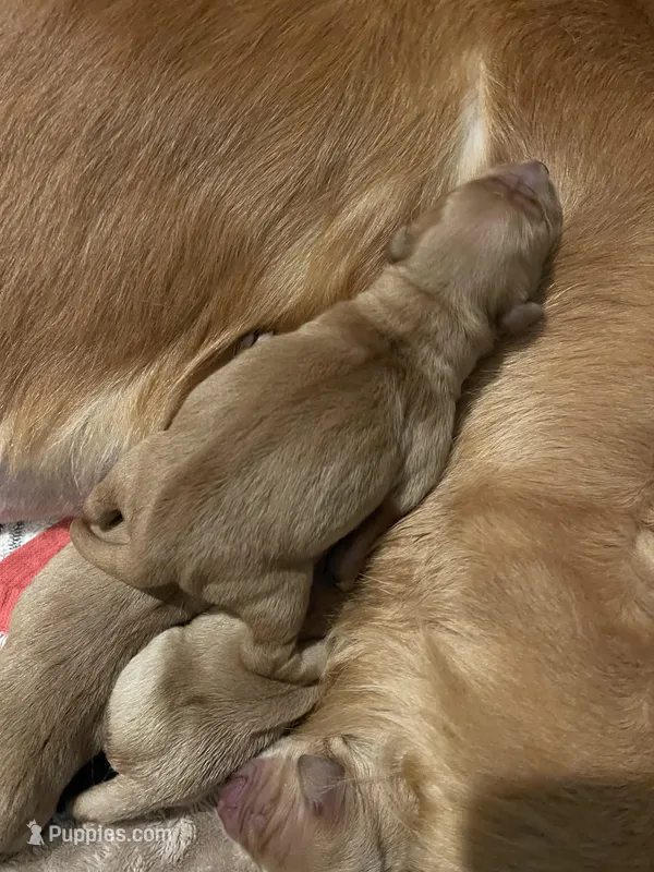 Boy – Golden Retriever puppy for sale in Winston-Salem, NC