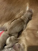 Boy, a male Golden Retriever for sale in Winston-Salem, NC – Photo 1 of 3