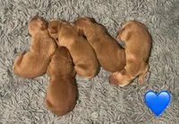 Boy, a male Golden Retriever for sale in Winston-Salem, NC – Photo 2 of 4