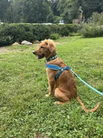 Upcoming Litter, a  Golden Retriever for sale in Pfafftown, NC – 10 of 10