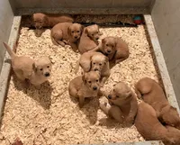 Upcoming Litter, a  Golden Retriever for sale in Pfafftown, NC – 5 of 10