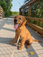 Upcoming Litter, a  Golden Retriever for sale in Pfafftown, NC – 9 of 10