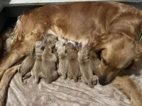 Girl, a female Golden Retriever for sale in Winston-Salem, NC – Photo 2 of 3