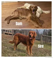 Girl, a female Golden Retriever for sale in Winston-Salem, NC – Photo 3 of 3