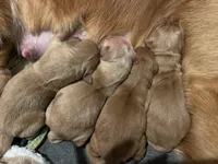 Girl, a female Golden Retriever for sale in Winston-Salem, NC – Photo 1 of 3