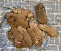 Upcoming Litter, a  Golden Retriever for sale in Pfafftown, NC – 3 of 10