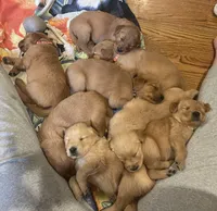 Upcoming Litter, a  Golden Retriever for sale in Pfafftown, NC – 4 of 10