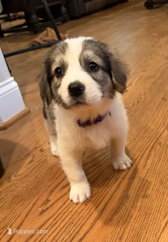 Purple Collar – Great Pyrenees, Golden Retriever puppy for sale in Pfafftown, NC