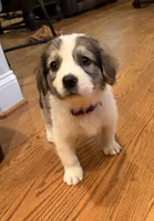 Purple Collar, a female Great Pyrenees and Golden Retriever for sale in Pfafftown, NC – 1 of 5