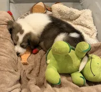Purple Collar, a female Great Pyrenees and Golden Retriever for sale in Pfafftown, NC – 2 of 5