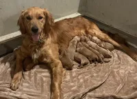 Girl, a female Golden Retriever for sale in Winston-Salem, NC – Photo 3 of 4