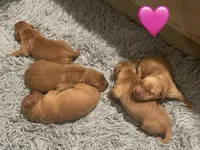 Girl, a female Golden Retriever for sale in Winston-Salem, NC – Photo 2 of 4