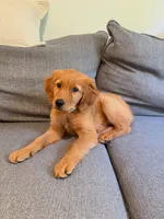 Upcoming Litter, a  Golden Retriever for sale in Pfafftown, NC – 8 of 10