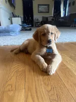 Upcoming Litter, a  Golden Retriever for sale in Pfafftown, NC – 6 of 10