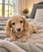 Crumble - AKC Registered Miniature Dachshund, a male Miniature Dachshund for sale in Cleveland, TN – 3 of 9