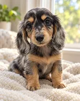 Toffee - AKC Miniature Dachshund, a male Miniature Dachshund for sale in Cleveland, TN – 7 of 9
